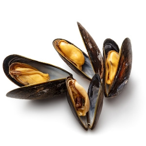 Moules
